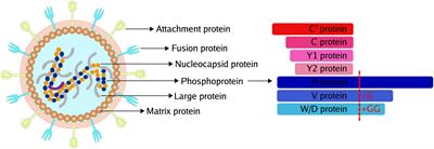 Evasion of Host Antiviral Innate Immunity by Paramyxovirus Accessory Proteins